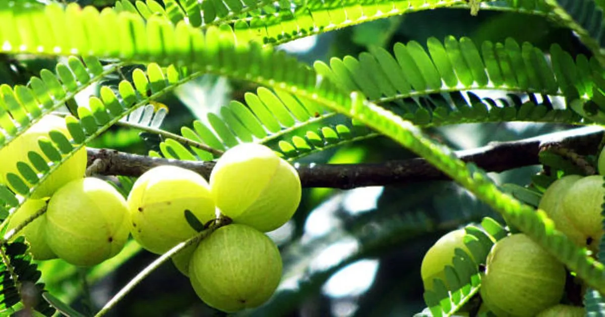 Close-up of organic Amla, a superfood rich in antioxidants and vitamin C.