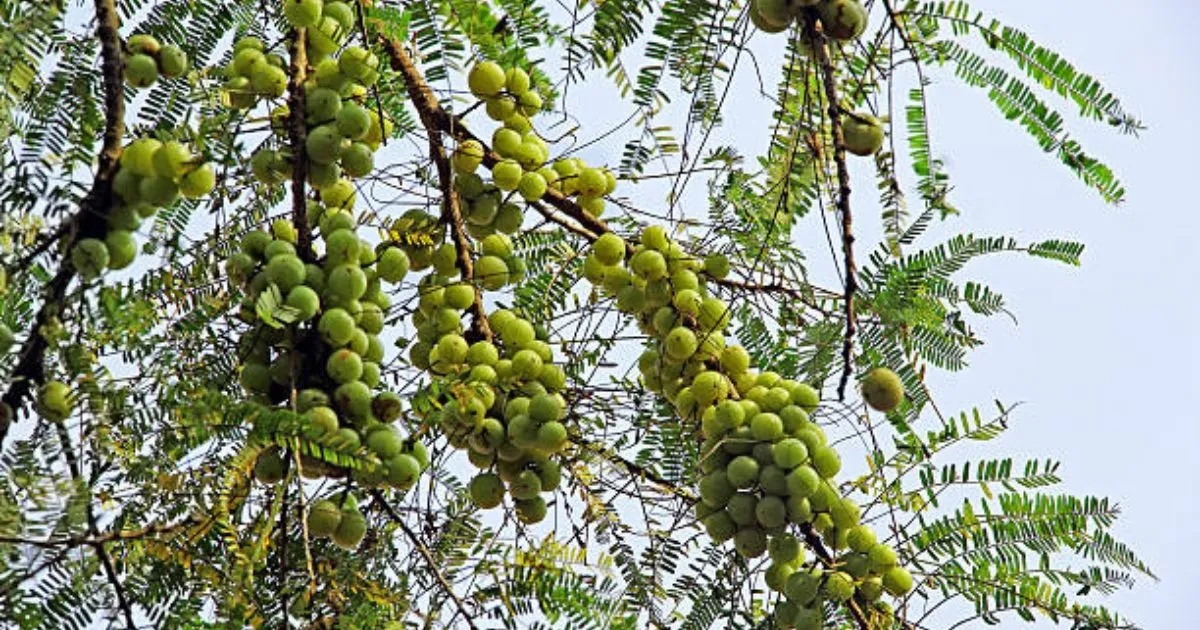 A close-up of fresh Amla, also known as Indian Gooseberry.